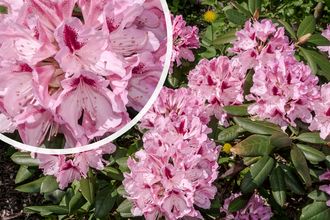 Rhododendron - Rhododendron 'Cosmopolitan' 