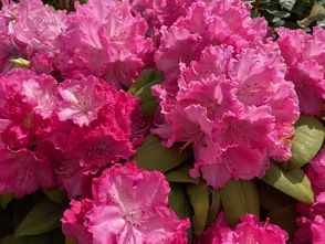 Rhododendron - Rhododendron 'Germania'