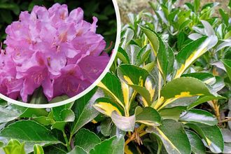 Rhododendron - Rhododendron 'Goldflimmer'