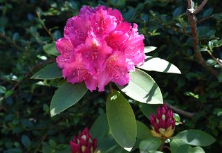 Rhododendron - Rhododendron 'Pierce American Beauty'