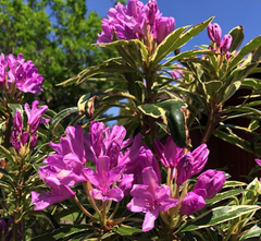 Pontische Rododendron - Rhododendron ponticum 'Variegatum'