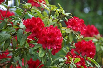 Rododendron - Rhododendron 'John Cairns'
