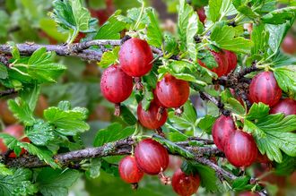 Rote Stachelbeere - Ribes uva-crispa 'Captivator'.