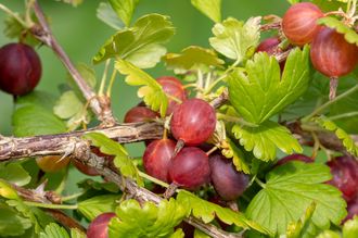 Rote Stachelbeere - Ribes uva-crispa 'Hinnonmaki Röd'.