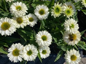 Rode zonnehoed - Echinacea purpurea 'Sombrero Adobe Blanco'