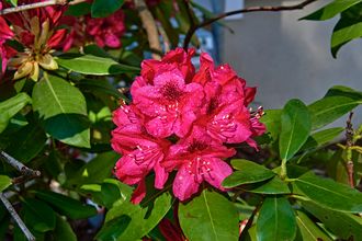 Rhododendron - Rhododendron 'Vulcan