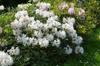 Rhododendron - Rhododendron 'Dora Amateis