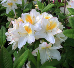 Rhododendron - Rhododendron 'Persil