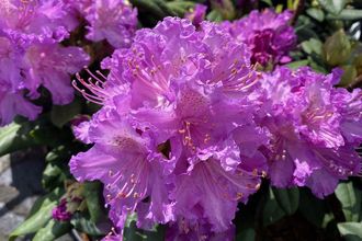 Rododendron - Rhododendron 'Alfred' Purple 