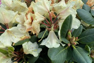 Rododendron - Rhododendron 'Goldbukett'