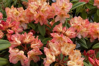 Rododendron - Rhododendron hybride 'Sun Fire'