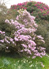 Rhododendron - Rhododendron 'Praecox'