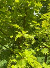 Rundblättriger Ahorn - Acer circinatum