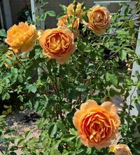 Grootbloemige roos - Rosa 'Lady of Shalott' 