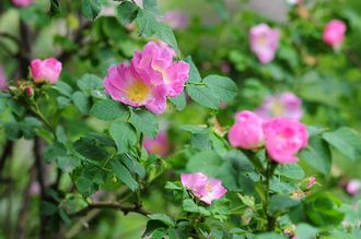 Wildrose - Rosa rubiginosa