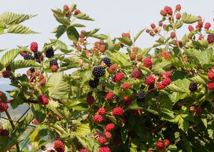 Dwergbraam - Rubus fruticosus Low 'Little Black Prince'