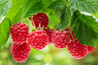 Framboos - Rubus idaeus 'Twotimer Sugana Red'®