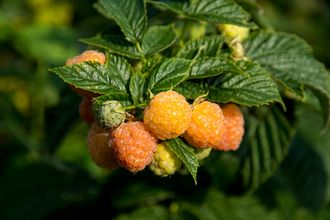 Gelbe Himbeere - Rubus idaeus 'Fallgold