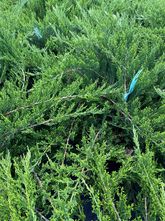 Sabijnse jeneverbes - Juniperus sabina 'Rockery Gem'
