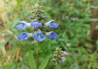 Salie - Salvia Uliginosa