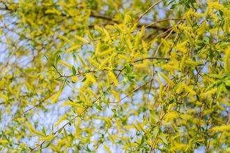 Rissweide - Salix fragilis 'Bullata' Hochstamm
