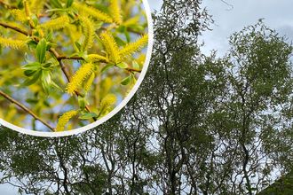 Bruchweide - Salix fragilis - Säulenförmig