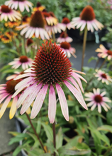 Igelkraut - Echinacea pallida