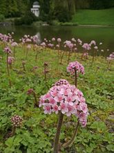 Schildblad 'Darmera peltata'