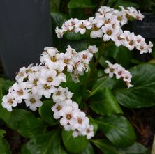 Schusterpflanze - Bergenia 'Bressingham White