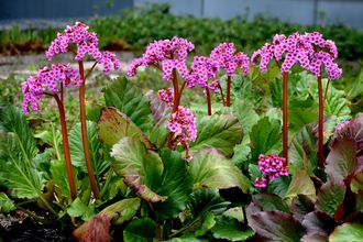 Schoenlappersplant - Bergenia cordifolia 'Purpurea'