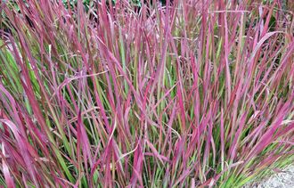 Japans bloedgras - Imperata cylindrica 'Red Baron'