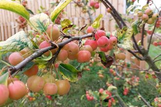 Sierappel - Malus 'Evereste' op stam - Pot C4 60 cm stam