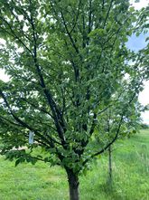 Zierapfel - Malus tschonoskii Baum