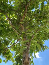 Japanse Sierkers - Prunus sargentii