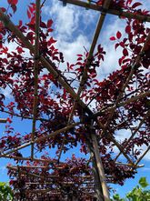 Sierpruim Dakboom - Prunus cerasifera 'Nigra'
