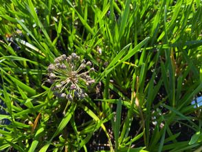Zierzwiebel - Allium 'Millenium'