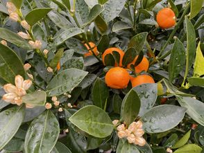 Sinaasappelboom - Citrus mitis 'Calamondin'