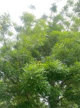 Smalbladige es - Fraxinus angustifolia 'Raywood'