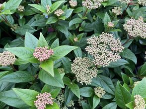 Sneeuwbal - Viburnum tinus 'Purpureum'