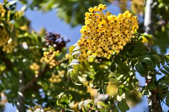Lijsterbes - Sorbus aucuparia 'Sunshine' hoogstam boom