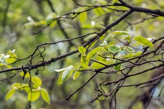 Breitblättrige Mehlbeere - Sorbus latifolia 'Henk Vink' Hochstamm
