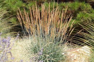 Goudbaardgras - Sorghastrum nutans