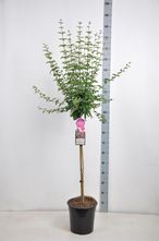 Dwergsering op stam - Syringa microphylla 'Superba'