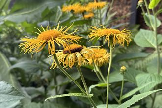 Koeienoog - Telekia speciosa