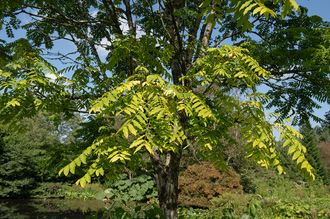 Zwiebelsuppenbaum - Toona sinensis (Chinesischer Tonbaum)