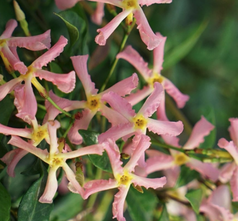 Toscaanse jasmijn - Trachelospermum asiaticum 'Pink Showers' 80-100 cm