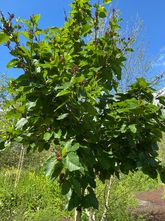 Transkaukasische berk - Betula medwediewii 'Gold Bark'