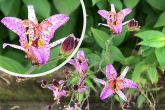 Orchidee - Tricyrtis Formosana 'Purple Beauty'
