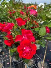 Trosroos - Rosa 'Black Forest Rose'