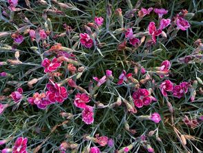 Tuinanjer - Dianthus caryophyllus 'Flutterburst'